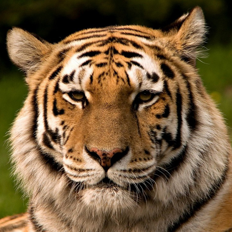 Sombra Tigre : création d’un logo et d’une identité visuelle image 2026 04 16 173941399