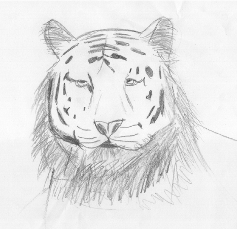 Sombra Tigre : création d’un logo et d’une identité visuelle image 2026 04 16 174158765